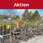aktion-obstgehölze