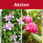 Großer Räumungs-Start: 50% auf Lieblingspflanzen