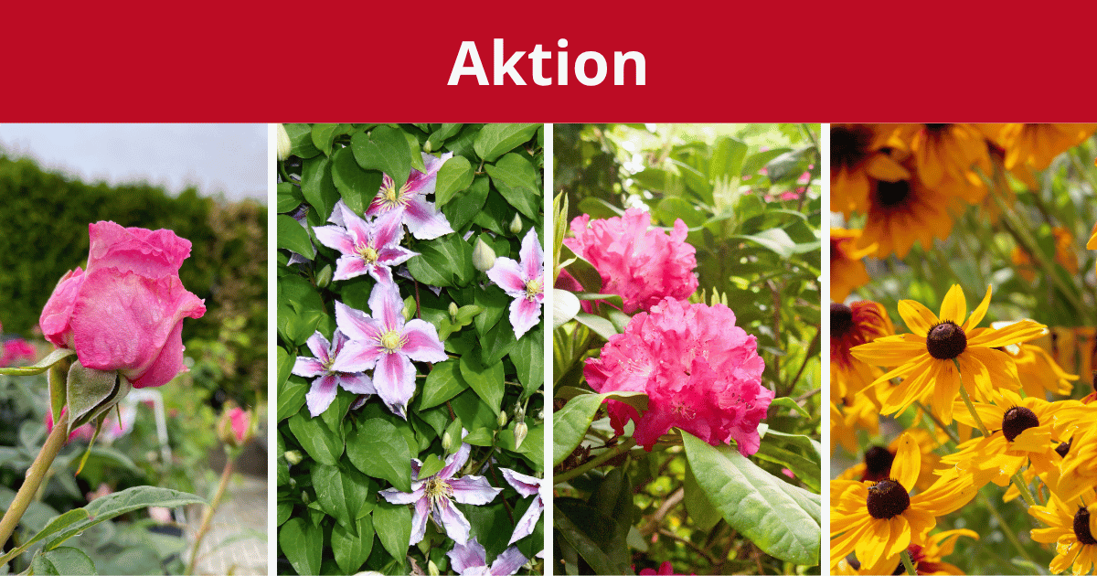 Großer Räumungs-Start: 50% auf Lieblingspflanzen