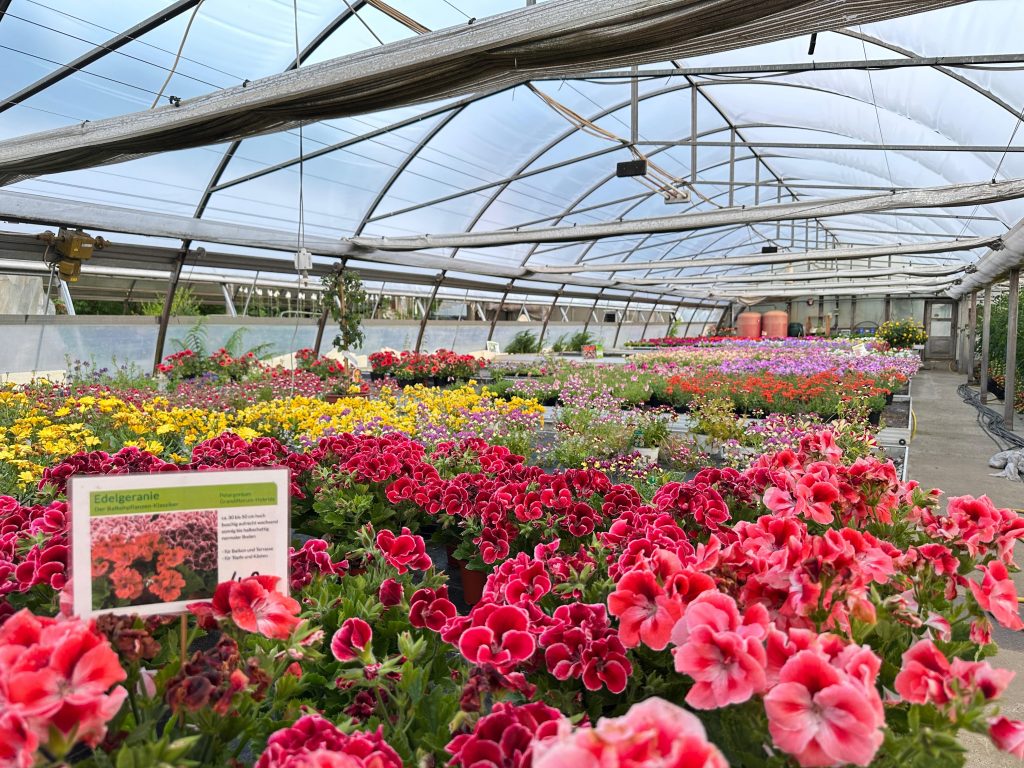 gewächshaus von innen mit blütenmeer
