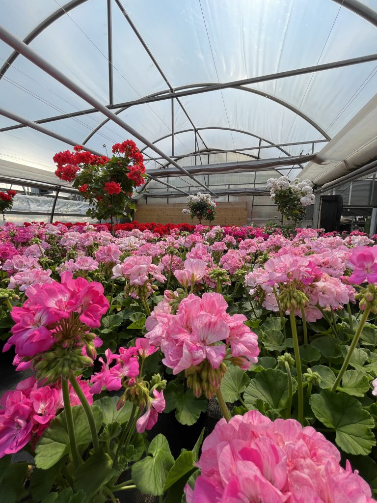 Geranien in Gewächshaus