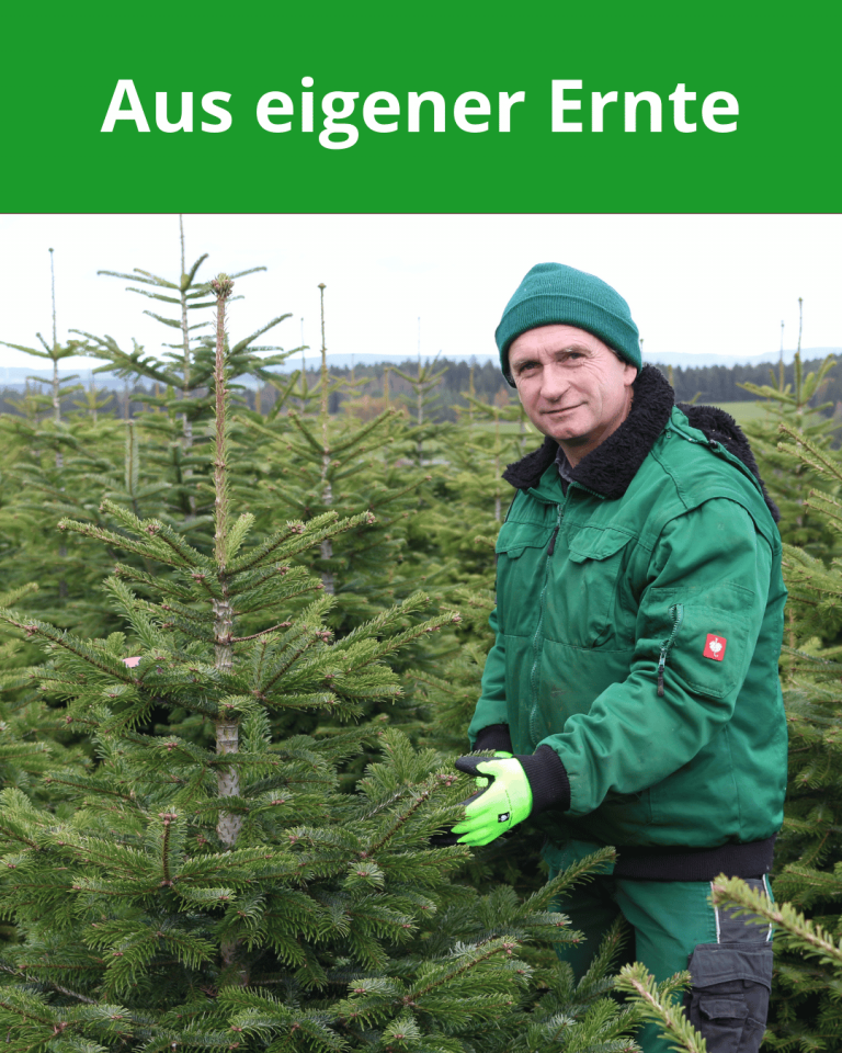 Weihnachtsbaumverkauf in Oelsnitz