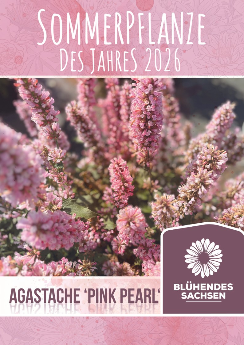 Sachsens Pflanzen des Jahres 2026