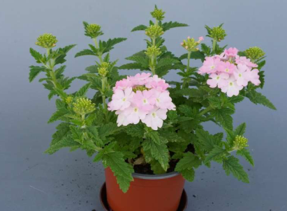 Balkonpflanze des Jahres 2026 in Sachsen Verbena Estrella Taffy Pink mit rosa Blüten.