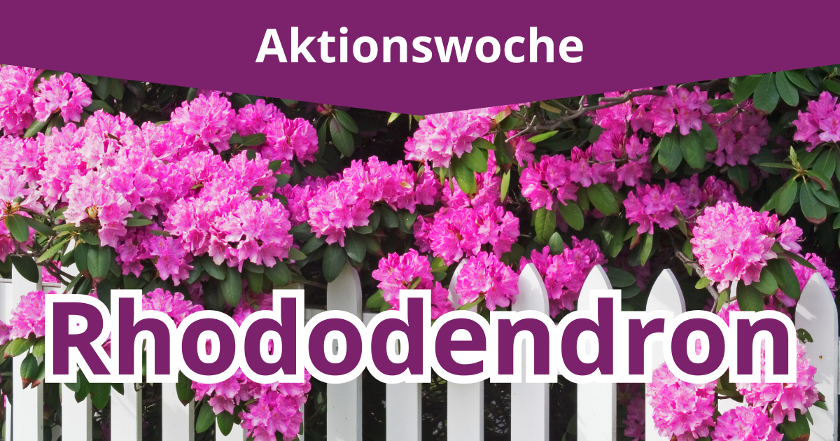 Rhododendron-Woche