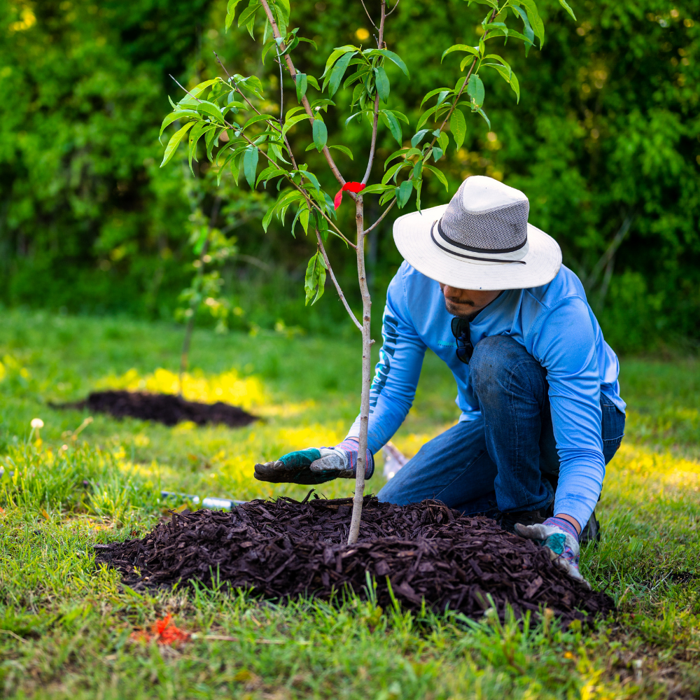 Obstgehölze in Wurzelware mit 30 % Rabatt – Herbstaktion in der Gärtnerei Tröltzsch