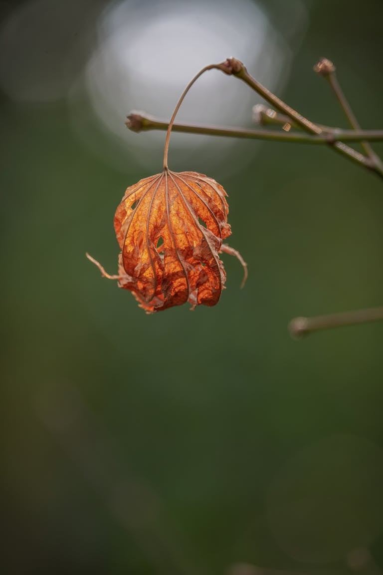 Macro shot of a dried orange leaf with bokeh background, capturing winter's onset outdoors.